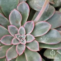 Echeveria Fantastic Fountain - Succulent -Eco Garden Shop apo fantastic fountain leaf colour