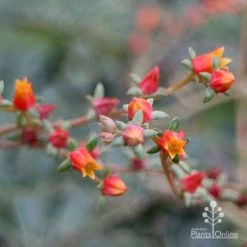 Echeveria Fantastic Fountain - Succulent -Eco Garden Shop apo fantasticfountain flowers