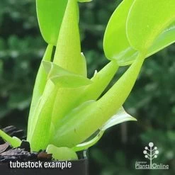 Philodendron Fat Boy 9 Philodendron Fat Boy -Eco Garden Shop apo fat boy tubestock stems