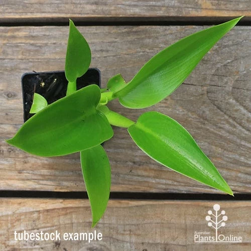 Philodendron Fat Boy 5 Philodendron Fat Boy - Image 5