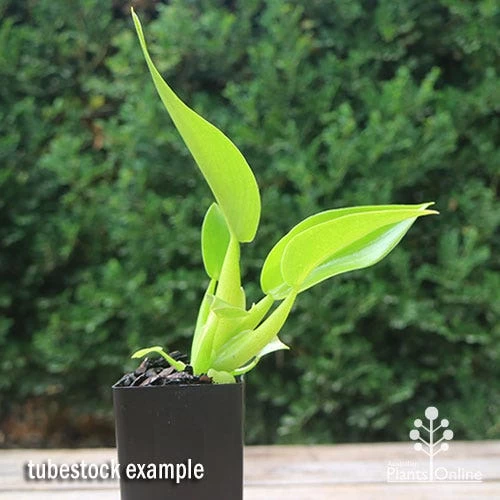 Philodendron Fat Boy 2 Philodendron Fat Boy - Image 2