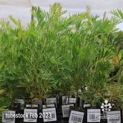 Grevillea Ned Kelly -Eco Garden Shop apo feb ned kelly