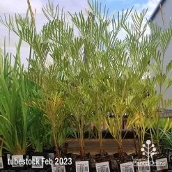 Grevillea Sandra Gordon -Eco Garden Shop apo feb sandra gordon