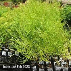 Grevillea Yamba Sunshine 11 Grevillea Yamba Sunshine -Eco Garden Shop apo feb yamba sunshine