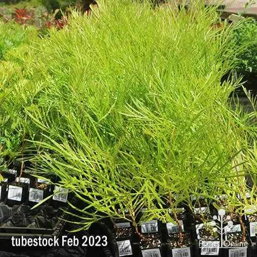 Grevillea Yamba Sunshine 3 Grevillea Yamba Sunshine - Image 3