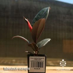 Ficus Elastica Burgundy - Rubber Plant -Eco Garden Shop apo ficus burgundy rubber plant tubestock