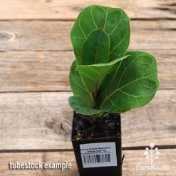 Ficus Lyrata Bambino - Fiddle Leaf Fig -Eco Garden Shop apo ficus lyrata bambino tubestock top