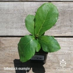 Ficus Lyrata - Fiddle Leaf Fig -Eco Garden Shop apo fiddleleaf fig tubestoc top
