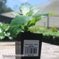 Ficus Lyrata - Fiddle Leaf Fig -Eco Garden Shop apo fiddleleaf fig tubestock