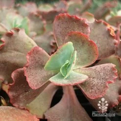 Echeveria Fire And Ice - Succulent -Eco Garden Shop apo fire and ice