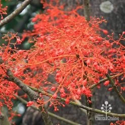 Illawarra Flame Tree - Brachychiton -Eco Garden Shop apo flame tree flowers