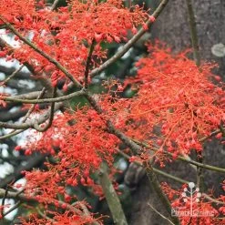Illawarra Flame Tree - Brachychiton -Eco Garden Shop apo flame tree flowers2