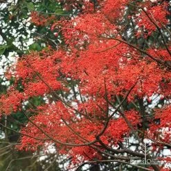Illawarra Flame Tree - Brachychiton -Eco Garden Shop apo flame tree flowers3