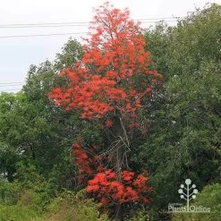 Illawarra Flame Tree - Brachychiton -Eco Garden Shop apo flame tree nursery hedge