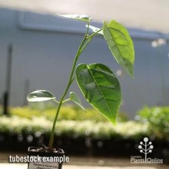 Illawarra Flame Tree - Brachychiton -Eco Garden Shop apo flame tree tubestock