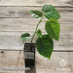 Illawarra Flame Tree - Brachychiton -Eco Garden Shop apo flame tree tubestock top