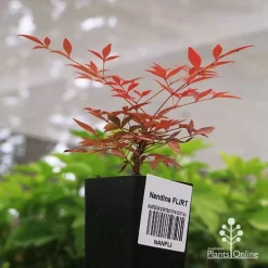 Nandina FLIRT -Eco Garden Shop apo flirt tubestock