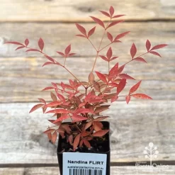 Nandina FLIRT -Eco Garden Shop apo flirt tubestock top