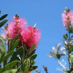 Callistemon Fluro Burst 20 Callistemon Fluro Burst -Eco Garden Shop apo fluro burst flower blue sky