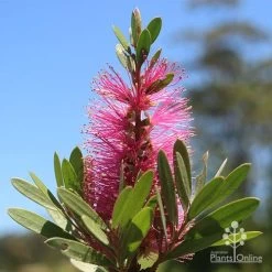 Callistemon Fluro Burst 23 Callistemon Fluro Burst -Eco Garden Shop apo fluro burst flower sunshine