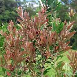 Callistemon Fluro Burst 27 Callistemon Fluro Burst -Eco Garden Shop apo fluro burst foliage