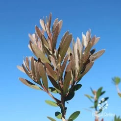 Callistemon Fluro Burst 30 Callistemon Fluro Burst -Eco Garden Shop apo fluro burst new winter colour