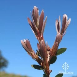 Callistemon Fluro Burst 35 Callistemon Fluro Burst -Eco Garden Shop apo fluro burst new winter leaf