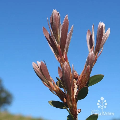 Callistemon Fluro Burst 18 Callistemon Fluro Burst - Image 18