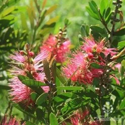 Callistemon Fluro Burst 34 Callistemon Fluro Burst -Eco Garden Shop apo fluro burst sunlit