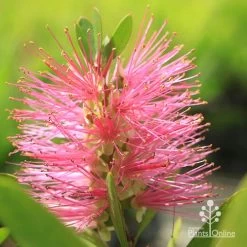 Callistemon Fluro Burst 24 Callistemon Fluro Burst -Eco Garden Shop apo fluroburst callistemon flower