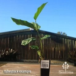 Calathea Freddy 7 Calathea Freddy -Eco Garden Shop apo freddy tubestock tall