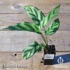Calathea Freddy 6 Calathea Freddy -Eco Garden Shop apo freddy tubestock top