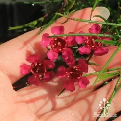 Chamelaucium Free Spirit - Waxflower -Eco Garden Shop apo free spirit deep pink
