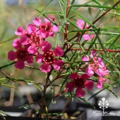Chamelaucium Free Spirit - Waxflower -Eco Garden Shop apo free spirit magenta