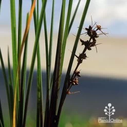 Lomandra Frosty Top -Eco Garden Shop apo frosty top flowers
