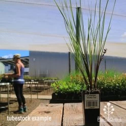 Lomandra Frosty Top -Eco Garden Shop apo frosty top lomandra tubestock