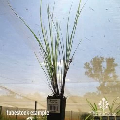 Lomandra Frosty Top -Eco Garden Shop apo frosty top tubestock