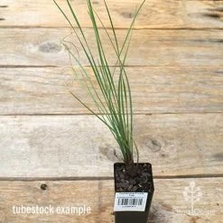 Lomandra Frosty Top -Eco Garden Shop apo frosty top tubestock 1