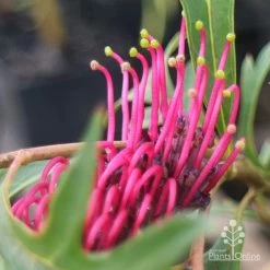 Grevillea Gaudichaudii -Eco Garden Shop apo gaudichaudi grevillea closeup