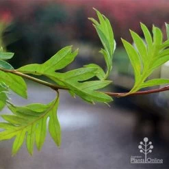 Grevillea Gaudichaudii -Eco Garden Shop apo gaudichaudi grevillea foliage