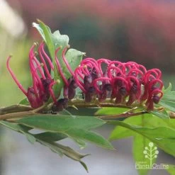 Grevillea Gaudichaudii