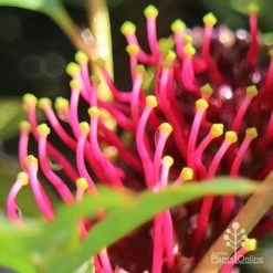 Grevillea Gaudichaudii -Eco Garden Shop apo gaudichaudi stamens