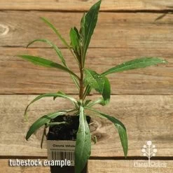 Gaura White 22 Gaura White -Eco Garden Shop apo gaura white tubestock top 1