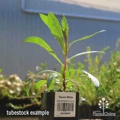 Gaura White 16 Gaura White -Eco Garden Shop apo gaura white tubestock 1