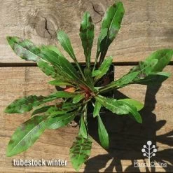 Gaura White 25 Gaura White -Eco Garden Shop apo gaura winter colour