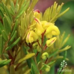 Grevillea Gold Rush 14 Grevillea Gold Rush -Eco Garden Shop apo gold rush grevillea flower