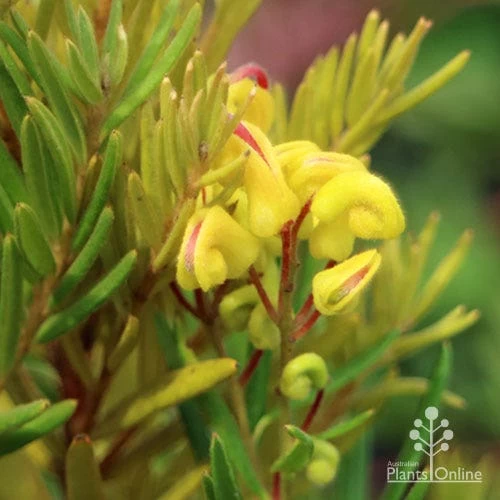 Grevillea Gold Rush 7 Grevillea Gold Rush - Image 7