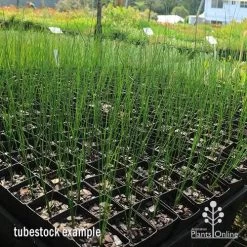 Xanthorrhoea - Grass Tree -Eco Garden Shop apo grass tree johnsoni