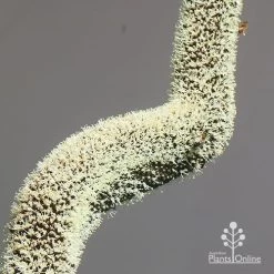 Xanthorrhoea - Grass Tree -Eco Garden Shop apo grass tree july