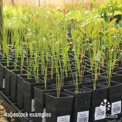 Xanthorrhoea - Grass Tree -Eco Garden Shop apo grass tree tubestock